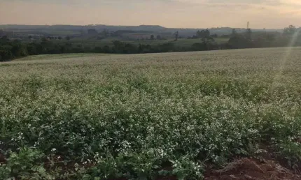 Fazenda à venda no Morro do Alto, Itapetininga 