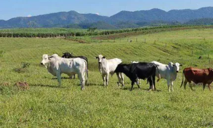 Sítio com 2 dormitórios à venda, 314600 m² por R$ 3.575.000,00 - Serrinha - Monteiro Lobato/SP