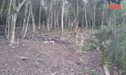 Terreno à venda, 2510 m² por R$ 270.000,00 - Cacéia - Mairiporã/SP
