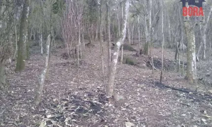 Terreno à venda, 2080 m² por R$ 200.000,00 - Caceia - Mairiporã/SP
