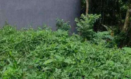 Terreno à venda, 1250 m² por R$ 250.000 - Rancho Grande - Mairiporã/SP