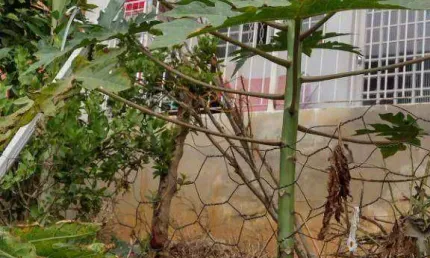 Conjunto à venda, 600 m² por R$ 900.000 - Estrada da roseira - Mairiporã/SP