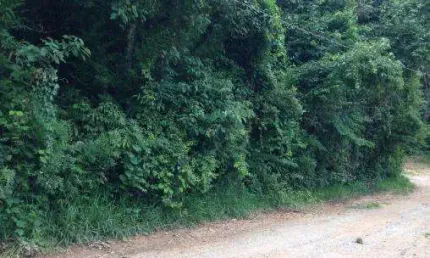 Terreno em condomínio fechado à venda na Rua Puma, Loteamento Bosque dos Palmares, Atibaia, 700 m2 por R$ 68.000