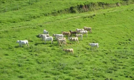 Fazenda à venda, 640000 m² por R$ 3.710.000,00 - Aratingauba - Imaruí/SC