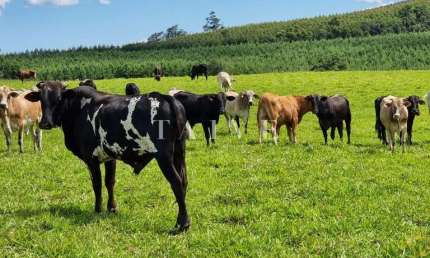 Fazenda de 125 alqueires  à venda/planta 80%/com infraestrutura/mecanizada - localizada no norte do