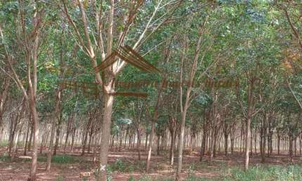 Fazenda à venda na Zona Rural, Cassilândia 