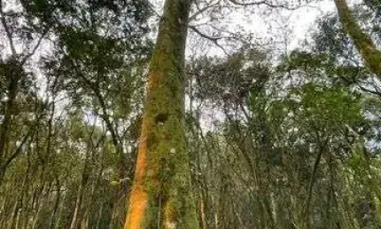 EXCELENTE LOTE DE TERRAS VILA OLINDA EM NOVA PETROPOLIS-RS