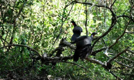 Terreno à venda em Ouro Fino, Santa Isabel 