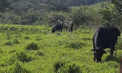 Fazenda à venda no Setor Central, Cachoeira Alta 