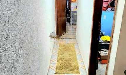 Casa com 3 quartos à venda na Rua Engenheiro Caio Dias Batista, Jardim Apura, São Paulo