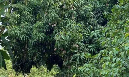 Chacara a Venda, Jardim Marajoara (Iguatemi), Maringa, PR