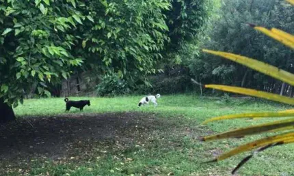Terreno em Condomínio para Venda em São Gonçalo Pelotas-RS -