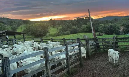 Fazenda com 2 salas à venda na ÁRea Rural, Zona Rural, Minaçu