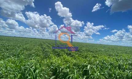 FAZENDA DUPLA APTIDÃO  COM 4.560 FORMADA EM MAMBAI - MG