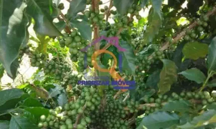FAZENDA DE CAFÉ E PECUÁRIA COM 374 HA EM VARGINHA-MG