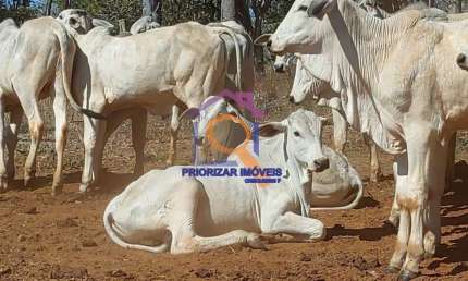 FAZENDA DUPLA APTIDÃO IRRIGADACOM 1.214 HA EM FELIXLÂNDIA-MG