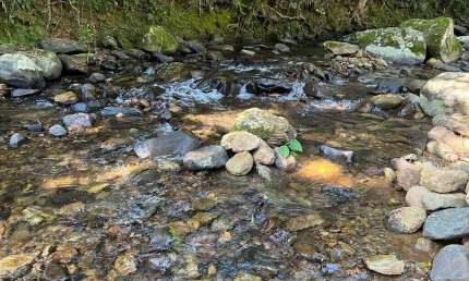 Chácara 36.600 m² em Morretes com 3 tanques de Peixes 1500 pés de bananas e rio passando dentro da propriedade