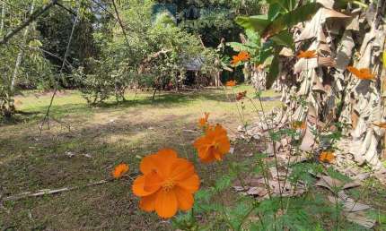 Chácara à venda no bairro Vila das Palmeiras - Morretes/PR
