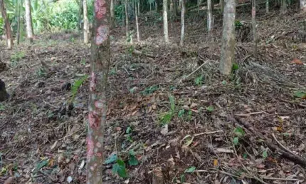 Terreno à venda na Estrada Do Bom  Jardim, Zona Rural, Morretes