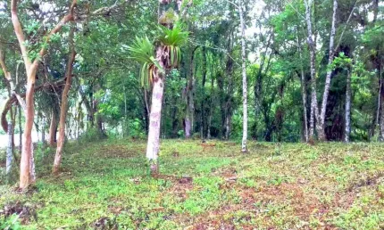 Terreno no Bairro Sarapia, Morretes/PR de frente para o asfalto.