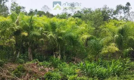 Fazenda à venda na PR 410, sn, Braço da Figueira, Antonina
