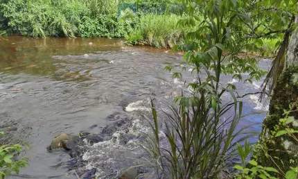 Chácara / sítio com 5 quartos à venda na Estrada Do Anhaia, 620, Anhaia, Morretes