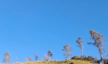 145200 m² totalmente formado em eucalipto distante apenas 3 km da rodovia