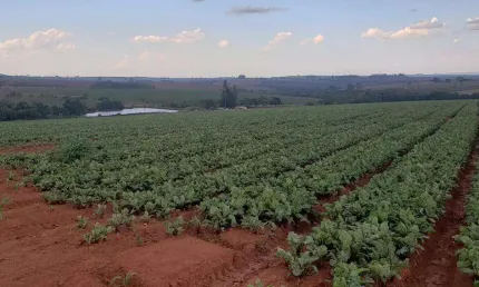 Excelente fazenda para plantio em Perdizes - MG! Excelente altitude e alto teor de argila para plantio de HF.