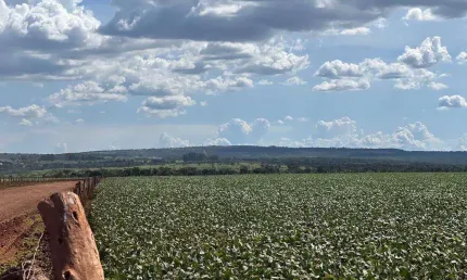 Chácara / sítio à venda na ÁRea Rural De Cristalina, Zona Rural, Cristalina