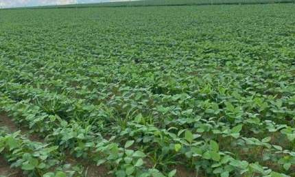 Chácara / sítio à venda na Fazenda Entre Campo Alegre E Ipameri, Zona Rural, Ipameri