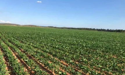 Oportunidade Única: Fazenda Produtiva em Rio do Sono.