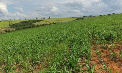 Fazenda ideal para agricultura em Romaria-MG, próxima ao Arraial do Itaipú.