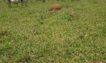 Fazenda de 1.200 Hectares em Unaí/MG - Ideal para Agricultura e Pecuária!