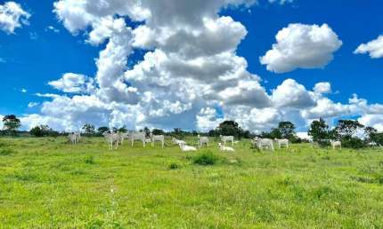 Oportunidade Única: Fazenda de 1.300 Hectares Entre Arinos e Chapada!
