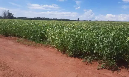 Fazenda de 900 Hectares em Uberlândia-MG: Oportunidade Única no Agronegócio!