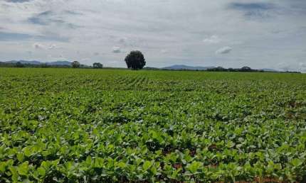 Oportunidade Única: Fazenda á venda de 1.577 hectares em Barro Alto-GO