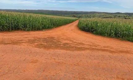 Excelente fazenda localizada no município de Campo Alegre-Go