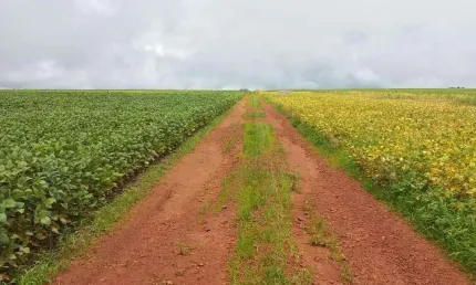 Chácara / sítio à venda na ÁRea Rural De ÁGua Fria, Zona Rural, Água Fria de Goiás
