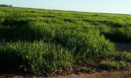 Chácara / sítio à venda na Área Rural, Área Rural de Barreiras, Barreiras