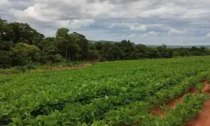 Chácara / sítio à venda na ÁRea Rural De Quirinopolis, Zona Rural, Quirinópolis