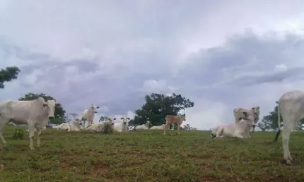 Chácara / sítio à venda na Rua Catalão, Área Rural de Catalão, Catalão