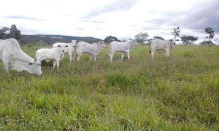 Chácara / sítio à venda na Rua Fazenda Com 20 Alqueires Em Abadia Dos Dourados, Zona Rural, Abadia dos Dourados