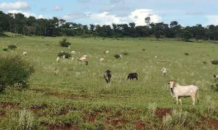 Fazenda à venda, ÁREA RURAL DE CRUZEIRO DOS PEIXOTOS - CRUZEIRO DOS PEIXOTOS/MG