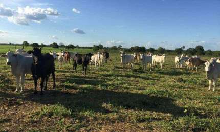 Fazenda à venda, AREA RURAL DE PARACATU - PARACATU/MG