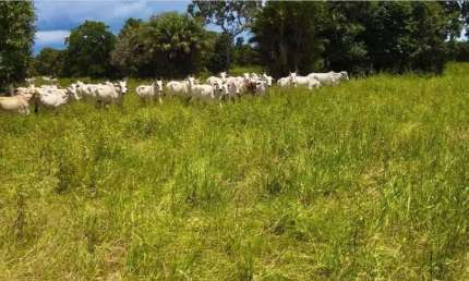 Fazenda extraordinária com 13 Lagos e Potencial para Criatório de Peixes em Cocalinho-MT