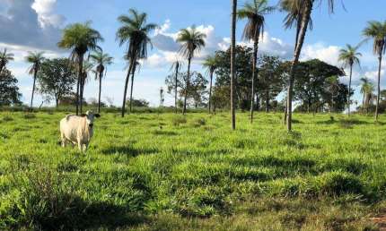 Oportunidade: Fazenda á venda na região Sul de Tocantins