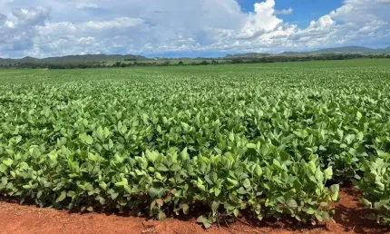 Chácara / sítio com 1 quarto à venda na Rural, Centro, Padre Bernardo