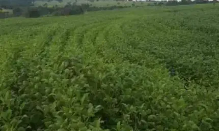 Fazenda com dupla aptidão localizada na região do Prata - Mg