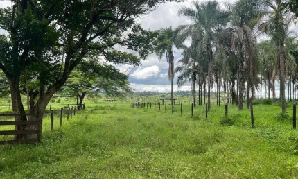 Excelente Fazenda a venda com dupla aptidão no município Prata - MG.