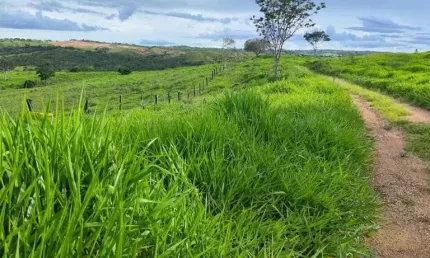Fazenda a venda na area rural de campo alegre - GO.